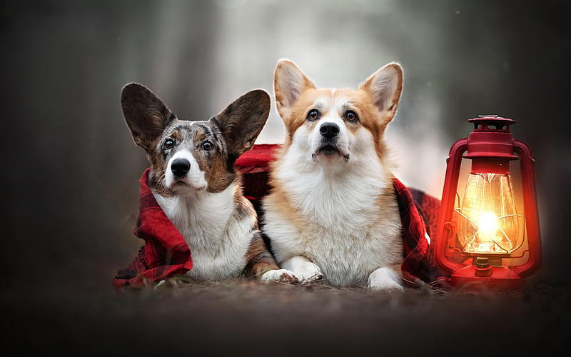 Welsh Corgi Cardigan, autumn, forest, lamp, dogs, cute animals, pets, travelers, HD wallpaper