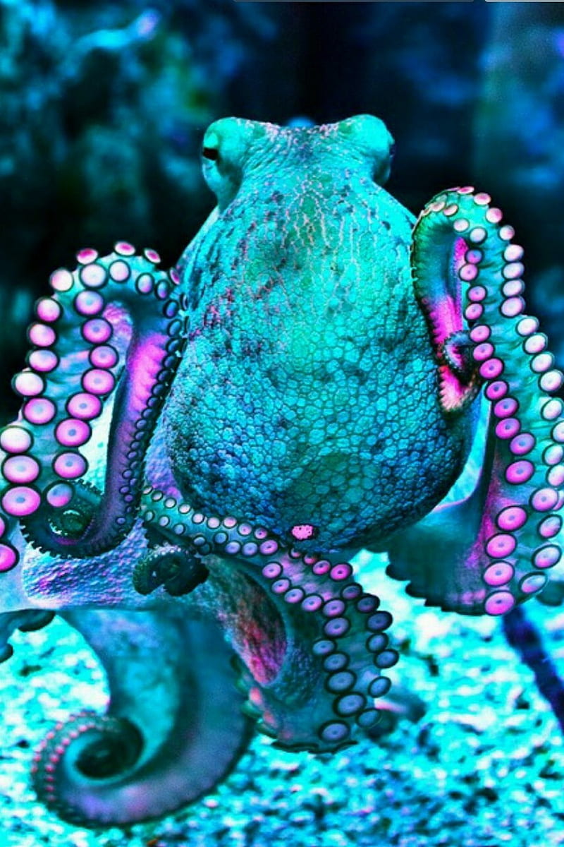 Octopus, colorful, HD phone wallpaper
