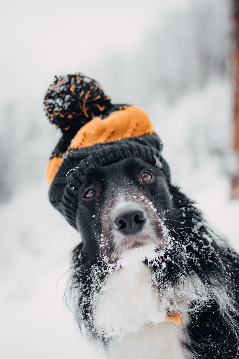 dog, hat, snow, winter, muzzle, blur, HD phone wallpaper