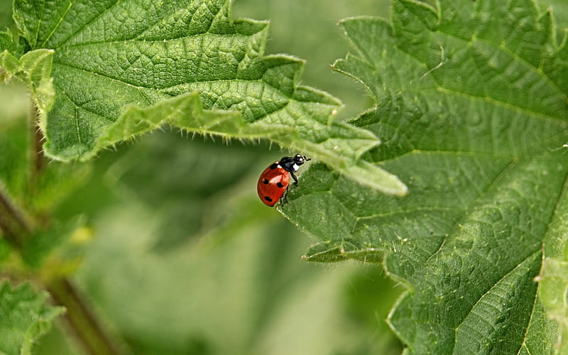 Ladybug on Leaf, insect, ladybug, green, leaf, macro, HD wallpaper