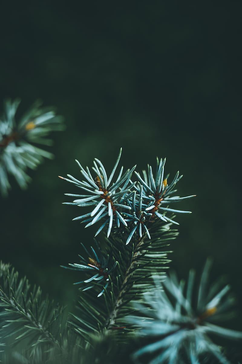 pine, branch, macro, needles, green, HD phone wallpaper