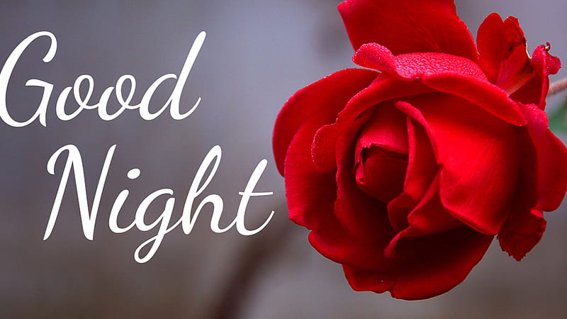 Good Night Word With Red Rose Flower Good Night, HD wallpaper | Peakpx