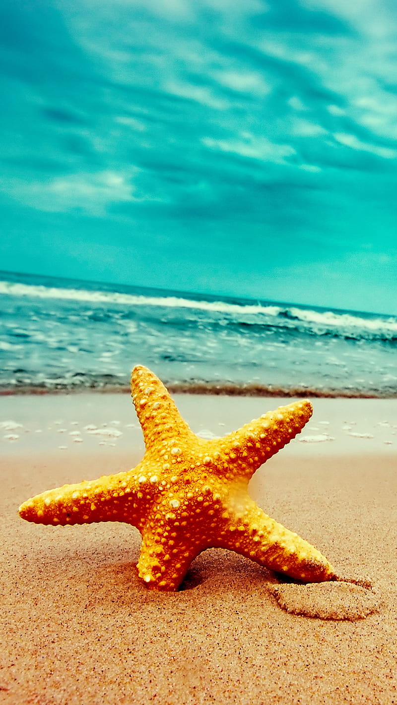 starfish, beach, fishing, landscape, sea, stars, HD phone wallpaper