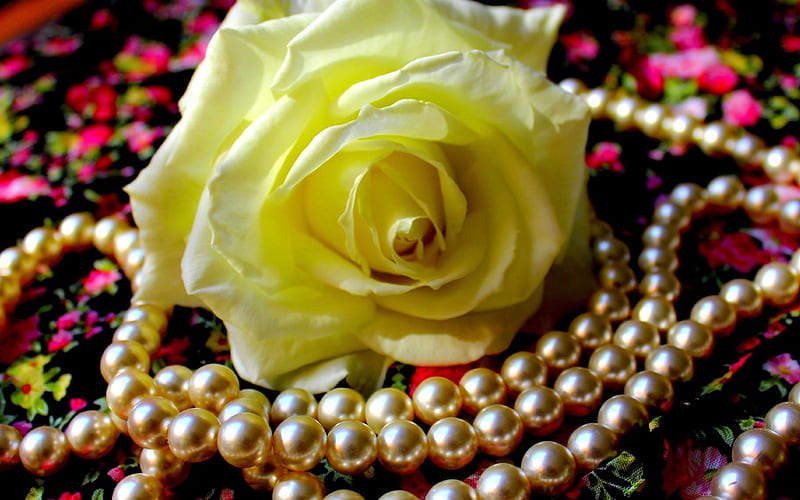 FOR HER, fabric, white roses, flower, pearls, petals, HD wallpaper