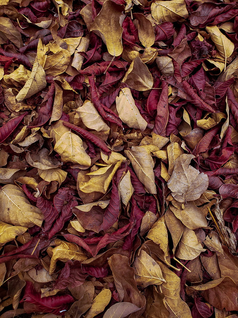 leaves, autumn, dry, veins, macro, HD phone wallpaper