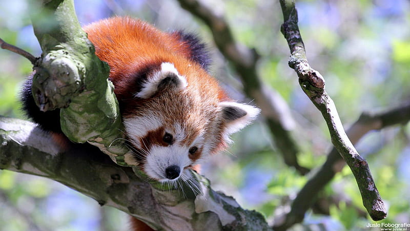 red panda, ringed, spots, small, tail, HD wallpaper