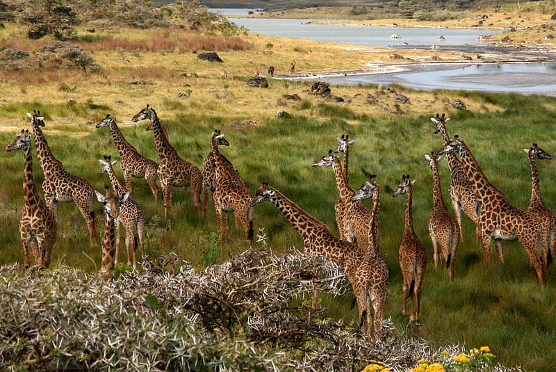 africa, giraffes, prairie, giraffe, nature, HD wallpaper