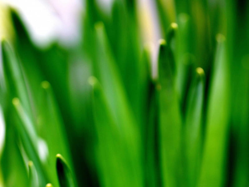 fresh green grass-Plant close-up, HD wallpaper