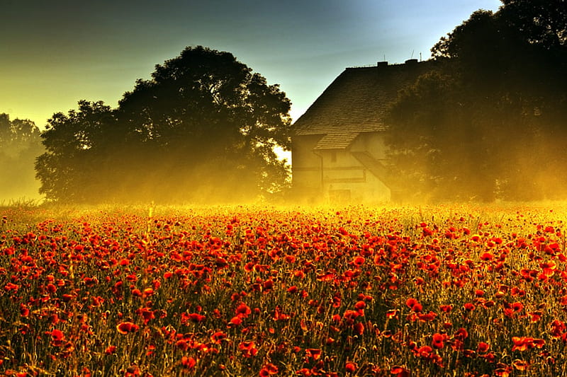 Sun - Flooded, red, colorful, house, sun, poppies, sunny, trees, sky, tree, field, light, HD wallpaper