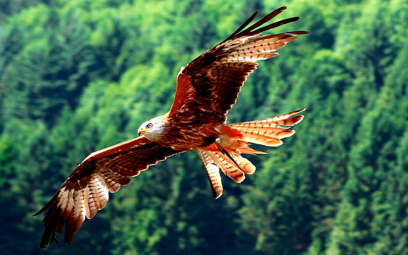 RED KITES~Milvus Milvus, red kites, prey, bird, flight, HD wallpaper