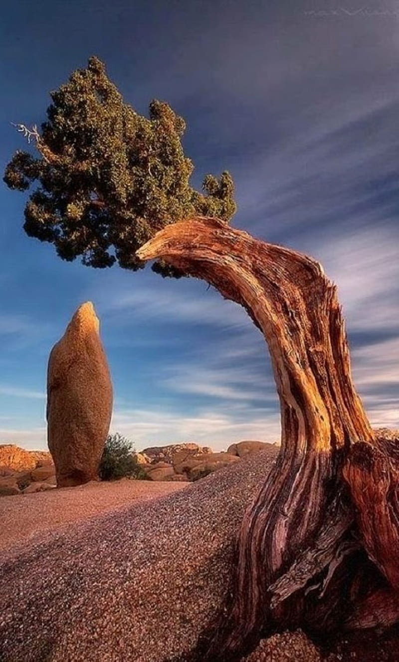 joshua tree, californija, national park, HD phone wallpaper