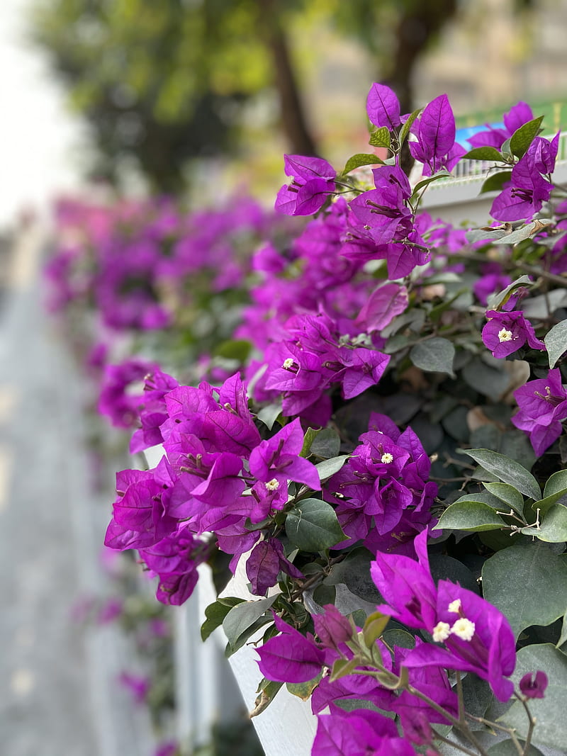 Bougainvillea, flowers, nature, spring, HD phone wallpaper
