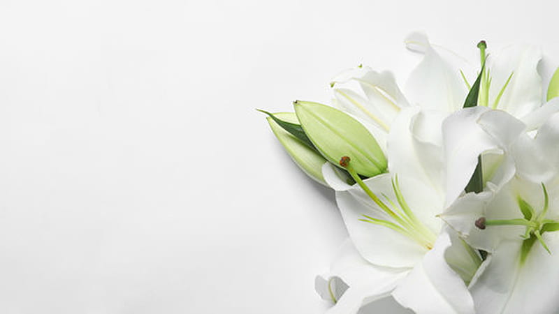 Những bông hoa trắng tinh khiết luôn mang đến sự thanh lọc và tươi mới cho không gian. Hãy cùng chiêm ngưỡng hình ảnh đầy nét tinh tế của những bông hoa trắng này để trải nghiệm một khoảnh khắc gần gũi với thiên nhiên.
