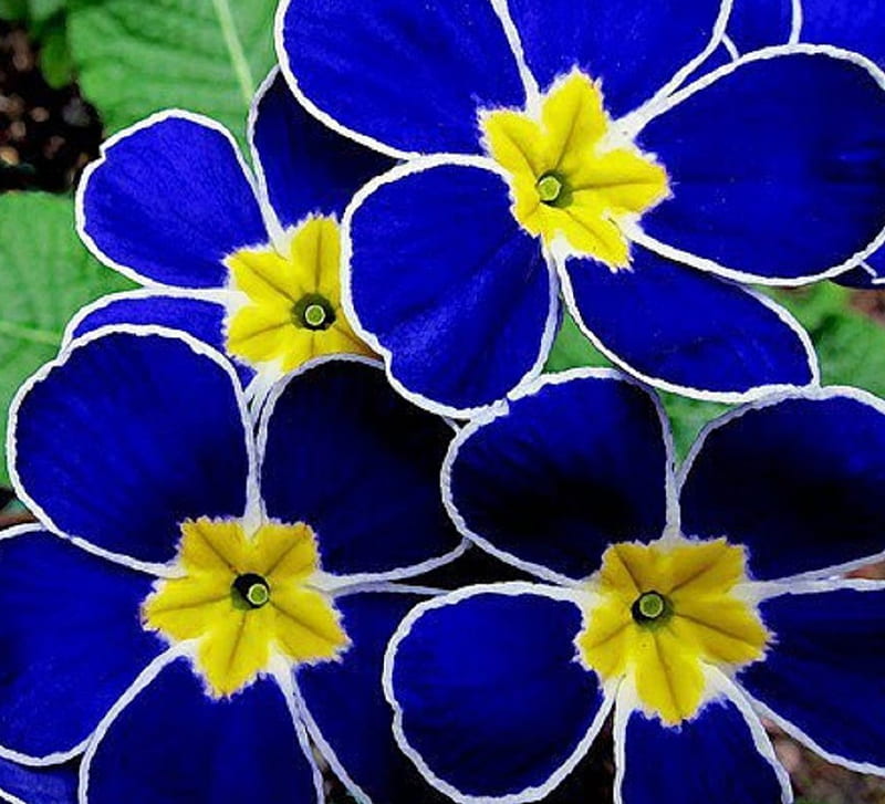 Hermosas flores azules, azul, naturaleza, flores, hermosa, Fondo de  pantalla HD | Peakpx