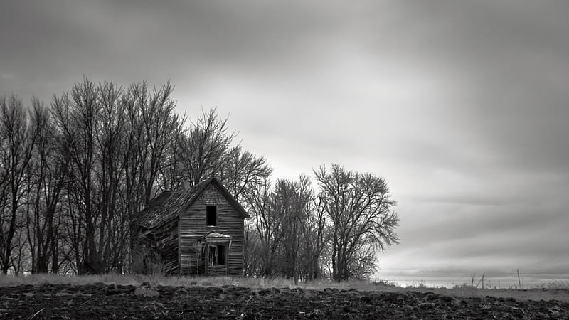 abandoned wooden house, house, black and white, foields, trees, abandoned, HD wallpaper