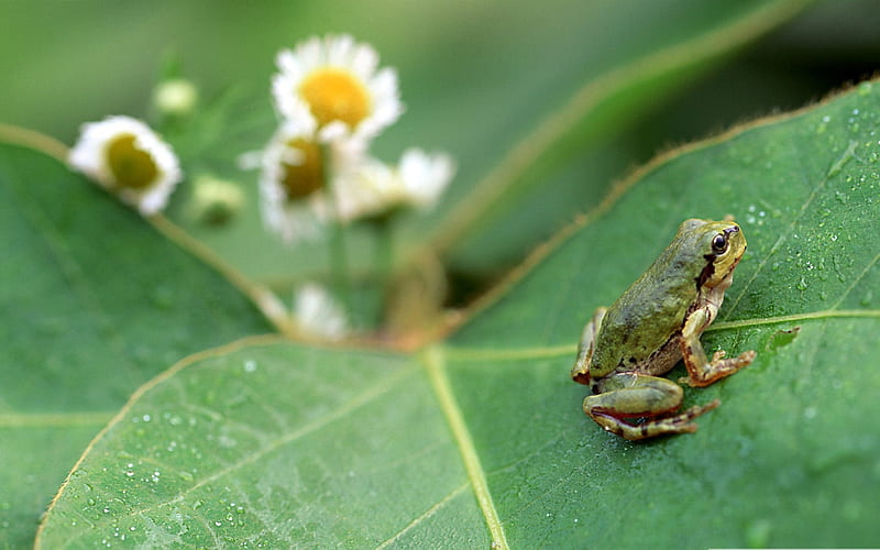 frog over big leaf-Animal World Series, HD wallpaper