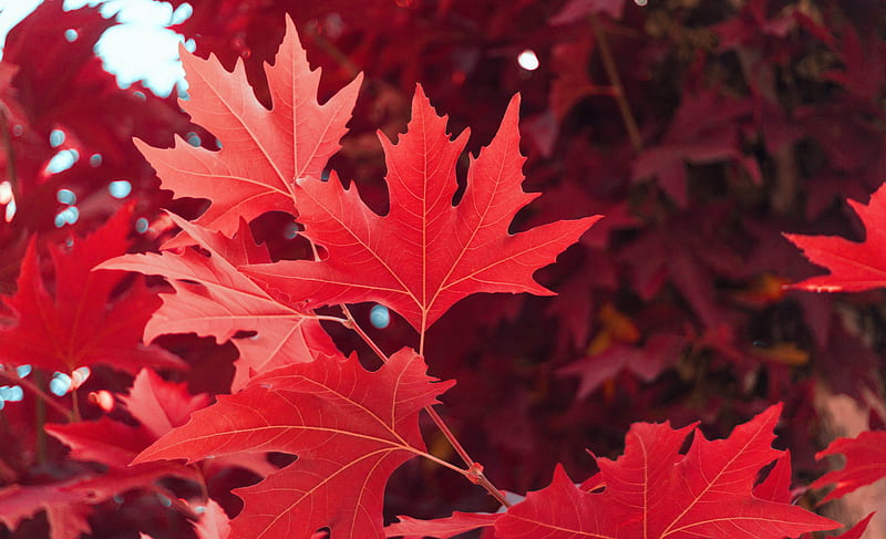 Red Maple Leaf in Close Up graphy, HD wallpaper