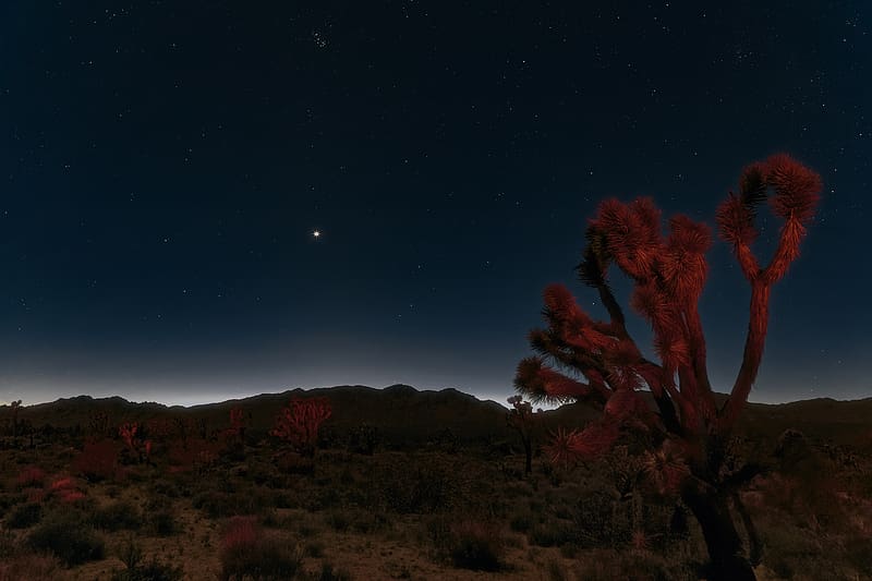 Night, Desert, Starry Sky, , Mojave Desert, HD wallpaper