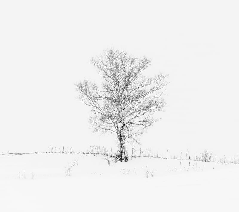LONE TREE, alone, black, lone, tree, white, HD wallpaper