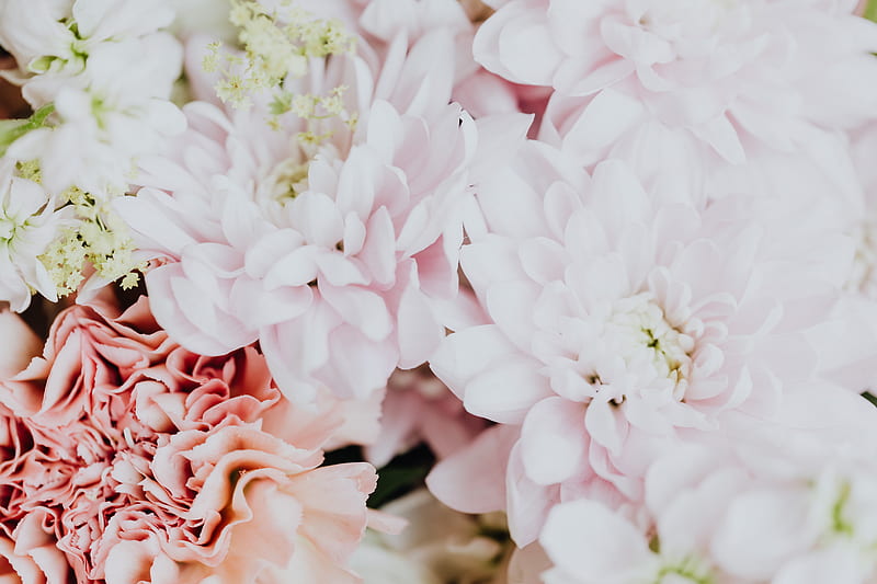Pink and White Flowers in Tilt Shift Lens, HD wallpaper