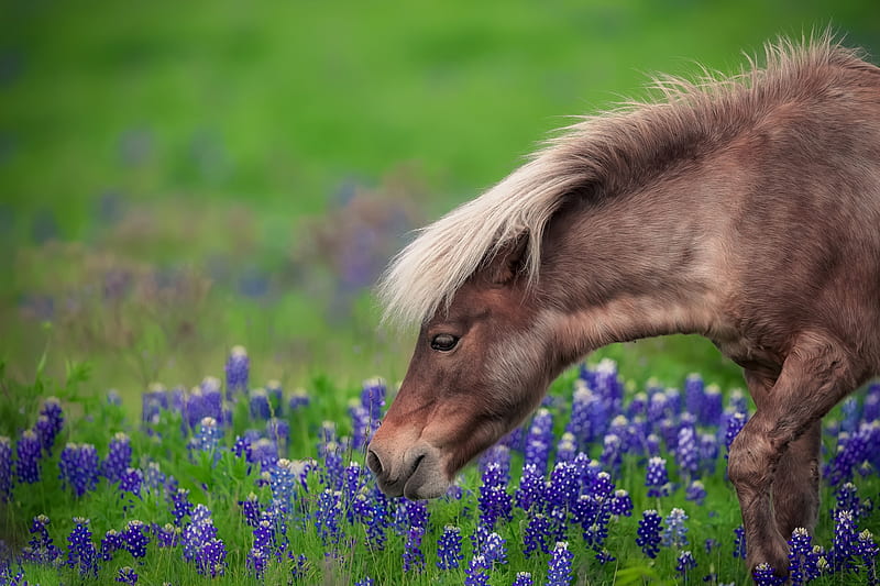 Poney, cal, green, flower, pony, horse, animal, blue, HD wallpaper