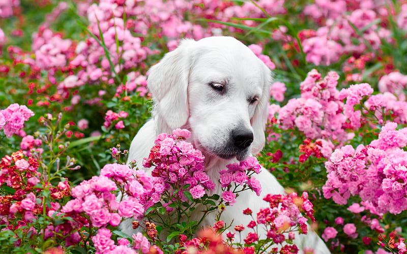 white labrador, small puppy, pink flowers, dogs, retriever, HD wallpaper