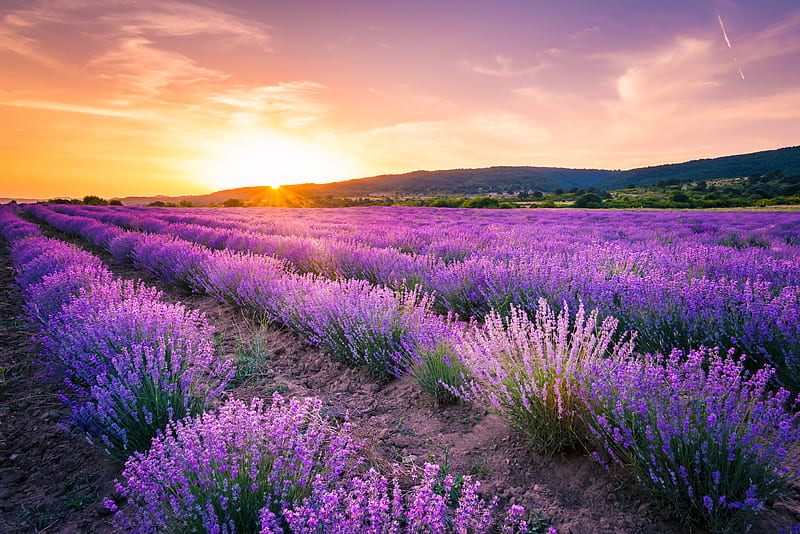 Flowers, Lavender, Field, Flower, Sky, Summer, Sunset, HD wallpaper