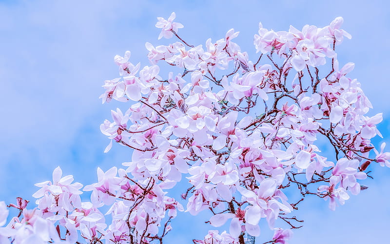 magnolia, pink spring flowers, magnolia branches, spring, spring flowering, HD wallpaper