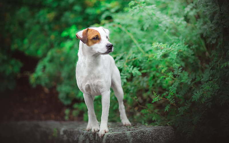 Jack Russell Terrier, forest, pets, dogs, cute animals, Jack Russell Terrier Dog, HD wallpaper