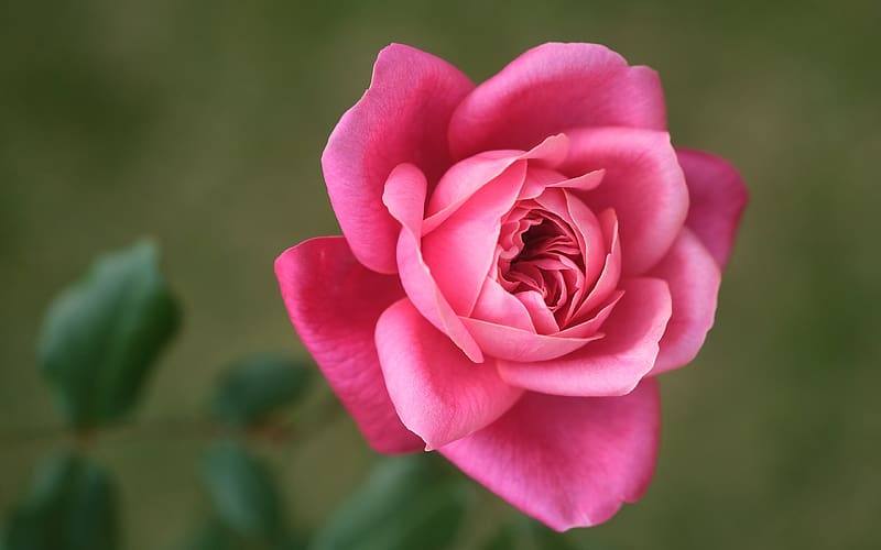 Rose, summer, pink, one, flower, nature, trandafir, vara, HD wallpaper ...
