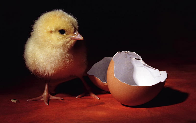 baby chick hatchery, shell, chick, bird, chicken, HD wallpaper