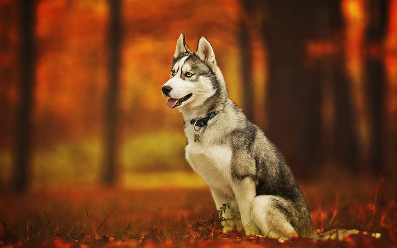 Siberian Husky, autumn, pets, cute animals, bokeh, forest, Husky, cute dog, dogs, Siberian Husky Dog, HD wallpaper