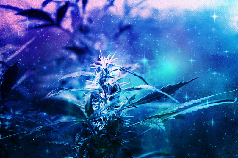Never Finished, blue, cannabis, flower, stars, HD wallpaper