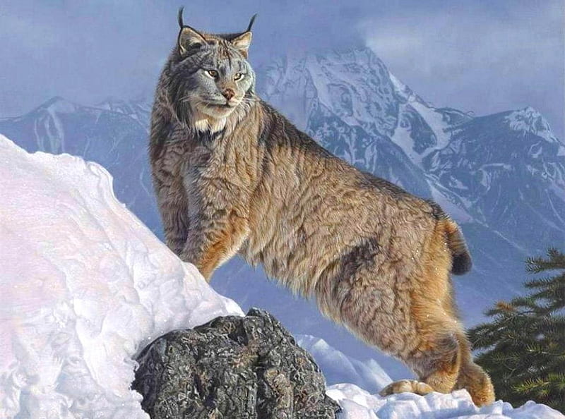 Such a wonderful view of the valley, cat lynx, mountain, snow, view, HD wallpaper