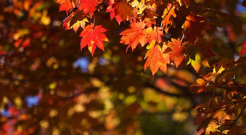 October in Japan, maple leaves, nature, seasons, leaf, colorful, fall ...