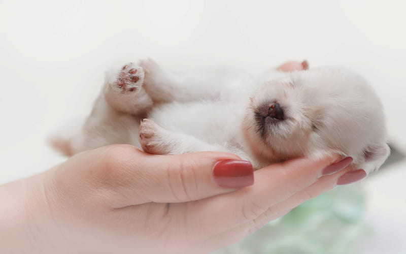 Spitz, puppy, cute animals, close-up, Pomeranian, puppy in hand, pets, dogs, Pomeranian Spitz, HD wallpaper