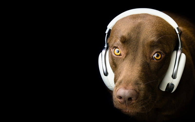 Cute Dog, cute, headphone, animals, dog, HD wallpaper