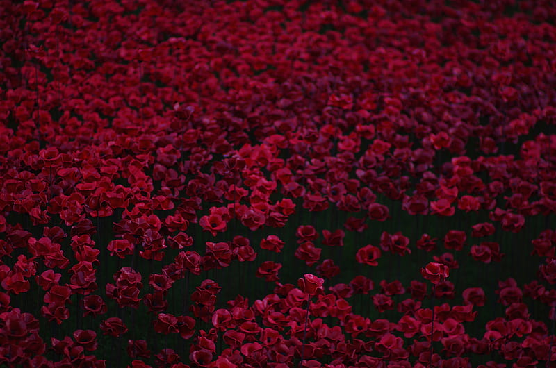 Flowers Bed , flowers, red, HD wallpaper