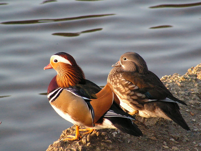 Mandarin Ducks, Eyeworth Pond, fly, water, duck, bird, air born, bill, feathers, HD wallpaper