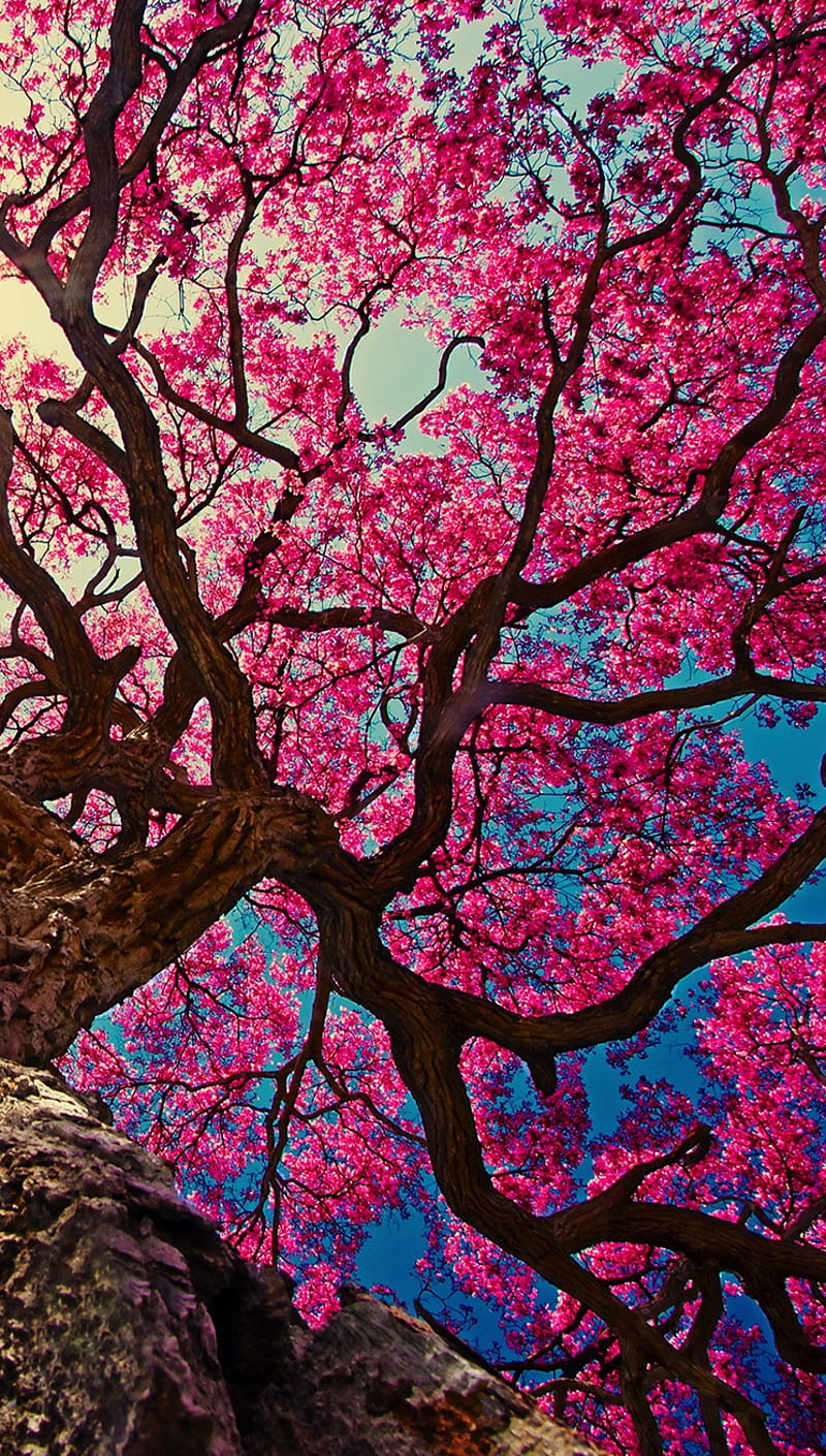 Japan Tree, apple iphone, landscape, nature, nice, sun, HD phone wallpaper  | Peakpx