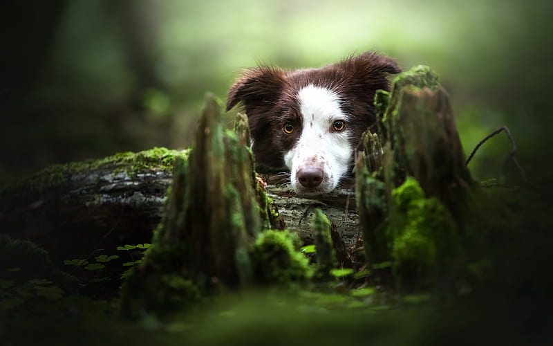 Border collie, forest, stone, sweet brown dog, pets, cute animals, dogs, HD wallpaper