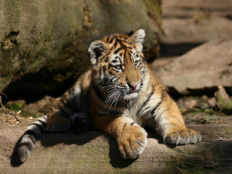 Little Tiger, cute, little, tiger, HD wallpaper