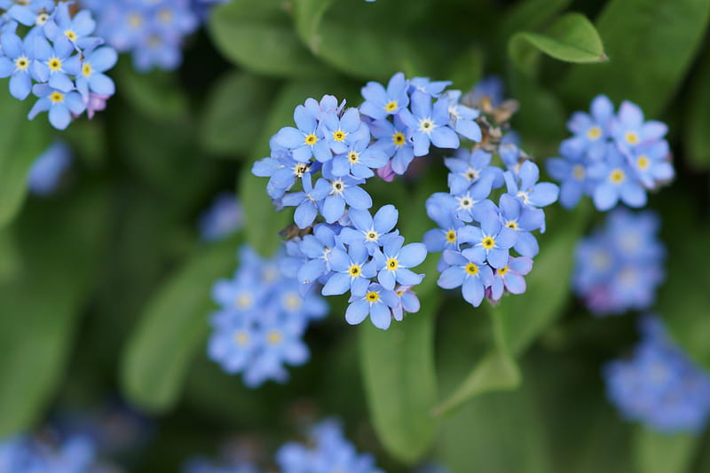 Flor, azul bebé, cian, azul cielo, flores, azul, Fondo de pantalla HD |  Peakpx