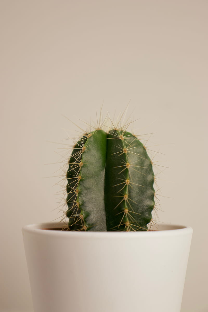 cactus, succulent, plant, thorns, pot, HD phone wallpaper