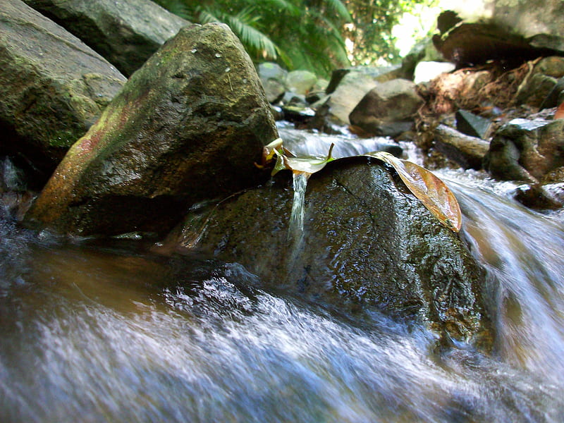 rushing water, waterfall, rainforest, water, creek, HD wallpaper