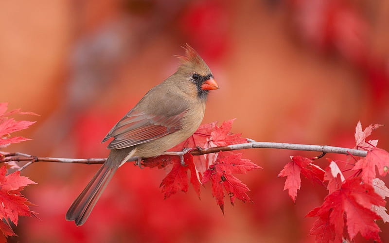 red cardinal, birds, cardinalis cardinalis, HD wallpaper