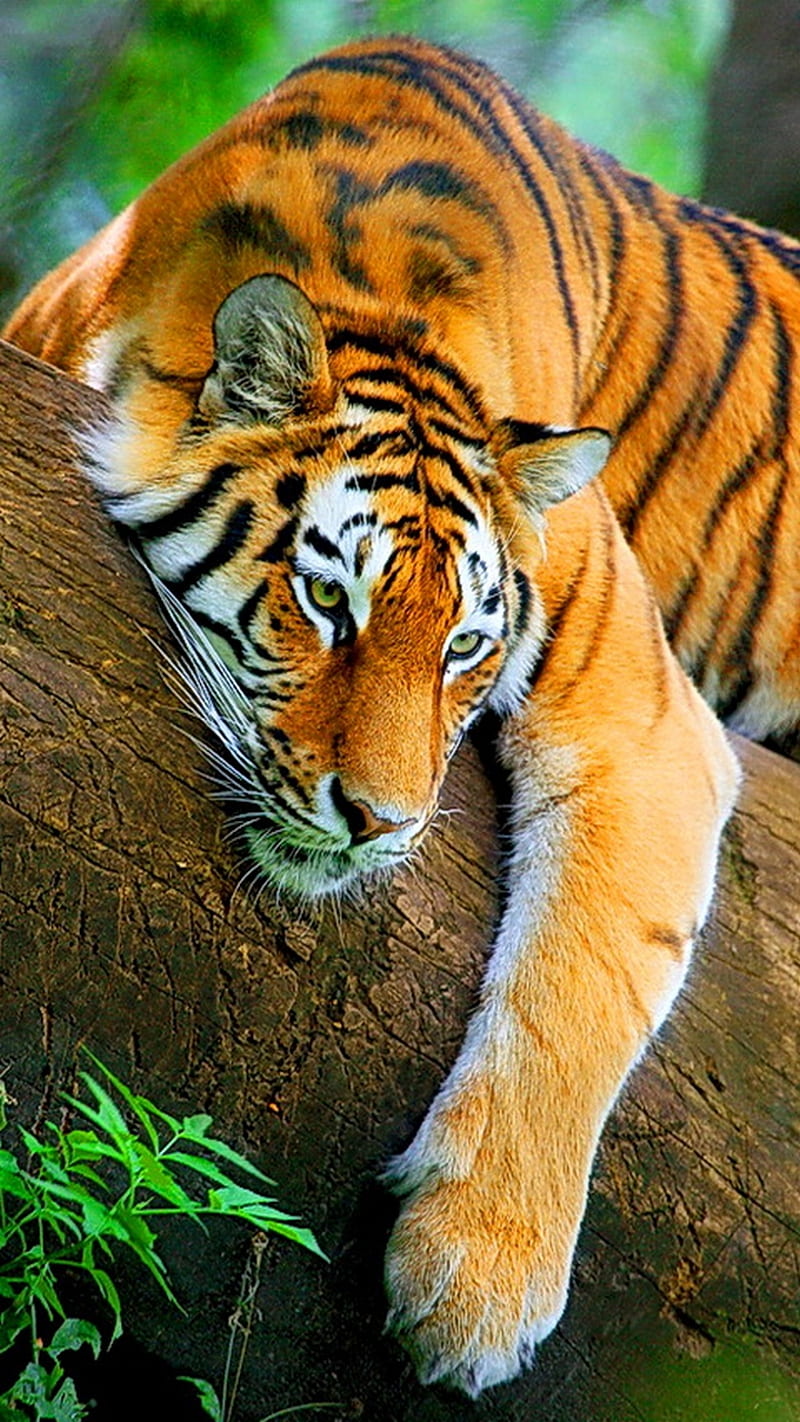 Tiger, relax, HD phone wallpaper