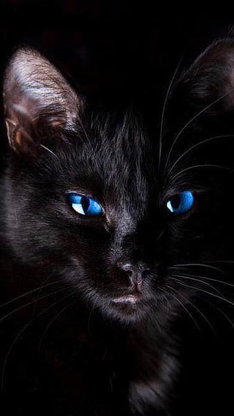 Black Cat With Blue Eyes Cat Hd Wallpaper Peakpx
