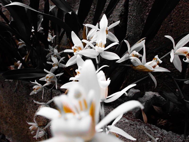 Flor Branca Fondo De Pantalla HD Peakpx