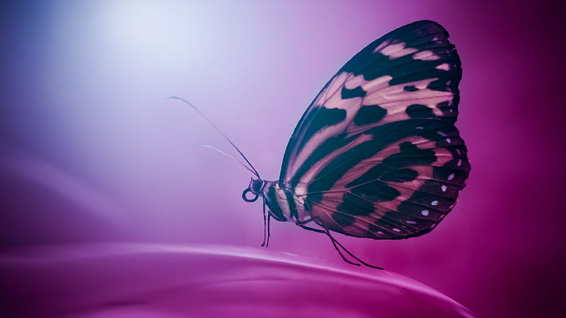 Butterfly Wings Macro, butterfly, macro, wings, graphy, HD wallpaper